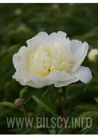 Piwonia 'Creamy Charlie's White'