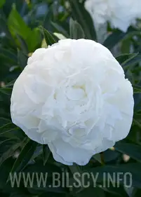 Piwonia 'Madame Claude Tain'