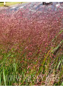 Proso rózgowate 'Rehbraun'