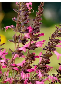 Szałwia 'Pink Amistad'