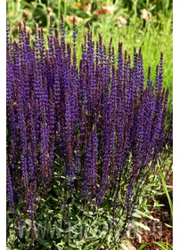 Szałwia omszona 'Caradonna'