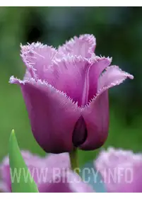 Tulipan igiełkowy 'Louvre' 5 szt.