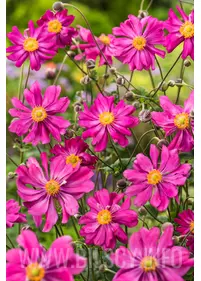 Zawilec japoński 'Prinz Heinrich'