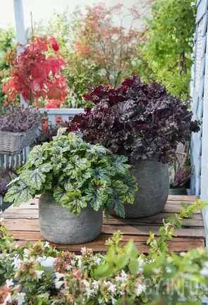 Żurawka 'Black Pearl'