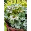 Żurawka 'Green Spice'