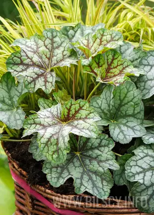 Żurawka 'Green Spice'