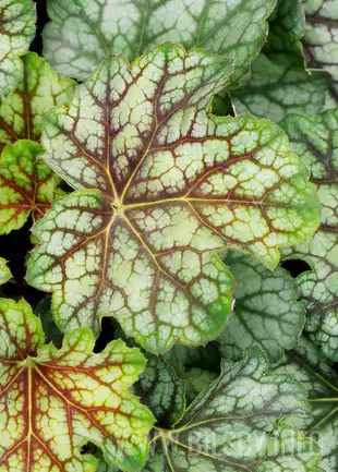 Żurawka 'Green Spice'