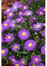 Aster bylinowy 'Blaue Lagune'