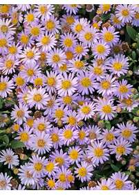 Aster żeniszkowaty 'Asmo'
