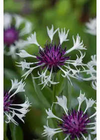 Chaber górski 'Amethyst in Snow'