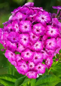Floks 'Flame Purple Eye'