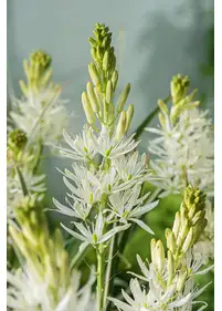 Kamasja 'Silk River'