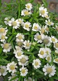 Krwawnik kichawiec 'Nana Compacta'