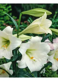 Lilia długokwiatowa 'White American'
