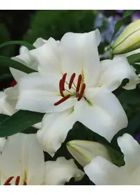 Lilia orientalna 'Doutch Mountains'