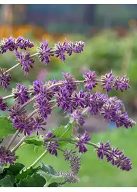 Szałwia okręgowa 'Purple Rain'