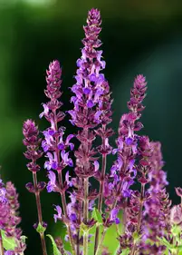 Szałwia omszona 'New Demension Blue'