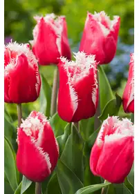 Tulipan pełny igiełkowy 'New Santa'