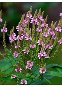 Werbena oszczepowata 'Pink Spires'