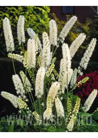 Actaea japonica 'Silver Dance'