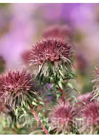Aster 'Ann Leys'