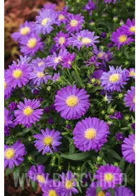 Aster bylinowy 'Blaue Lagune'