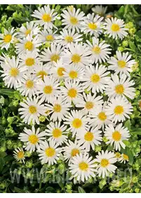 Aster żeniszkowaty 'Ashvi'