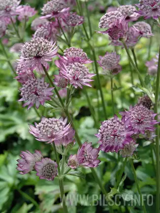 Astrantia major 'Rosensinfonie'