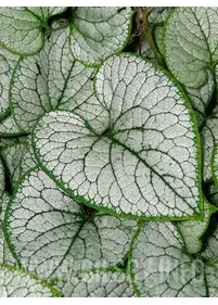 Brunnera macrophylla 'Silver Heart'