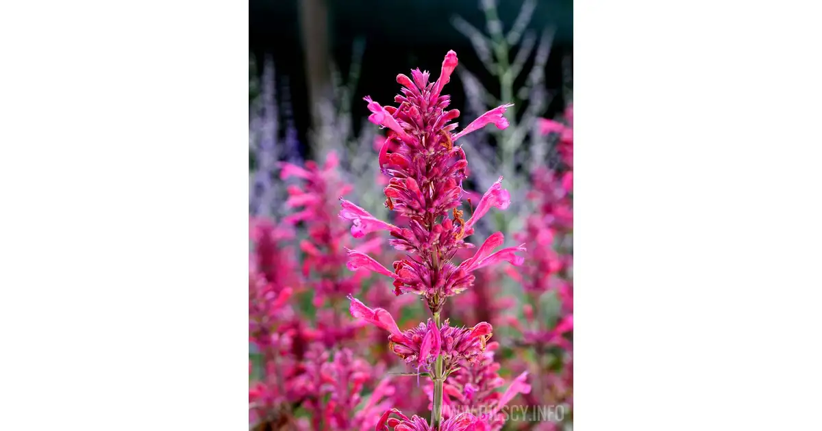 Kudos Roses Kłosowiec 'Kudos Rose' (Agastache) - Bilscy.info