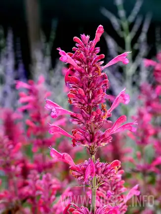 Kudos Roses Kłosowiec 'Kudos Rose' (Agastache) - Bilscy.info