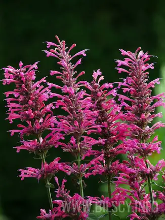 Kudos Roses Kłosowiec 'Kudos Rose' (Agastache) - Bilscy.info