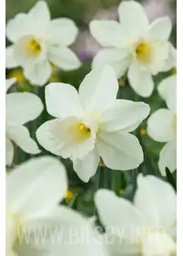 Narcyz 'Lady Madonna'