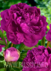 Peony (Lactiflora) 'Victoire de la Marne'