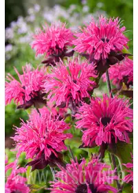 Pysznogłówka 'Pink Lace'