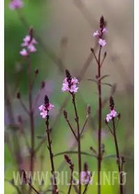 Werbena pospolita 'Bampton'