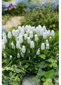 Szafirek armeński 'Siberian Tiger'