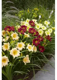 [Zestaw] Liliowiec NR 5- 3 odmiany