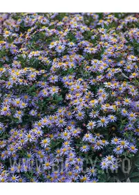 Aster żeniszkowaty 'Asran'