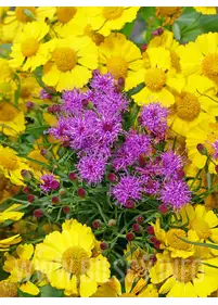 [Collection] Byliny NR 2 - 2 szt.