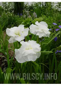 Irys japoński 'Frosted Pyramid'