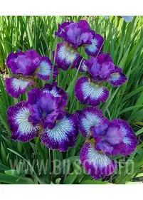 Irys syberyjski 'Something Shocking'