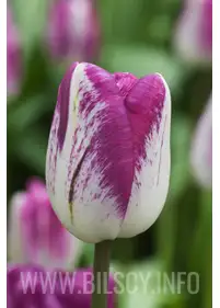 Tulipan triumph 'Shiun'