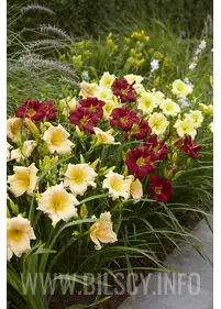 [Zestaw] Liliowiec NR 5- 3 odmiany