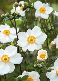 Zawilec japoński 'Honorine Jobert'