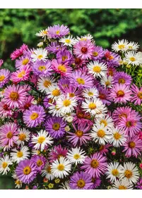 [Zestaw] Astry bylinowe 5 szt.