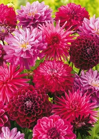 [Zestaw] Dalie 3 szt.