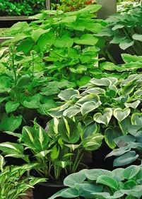 [Zestaw] Funkie ogrodowe 5 szt.