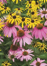 [Zestaw] Jeżówka i Rudbekia