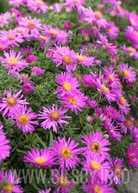 Aster krzaczasty 'Alice Haslam'